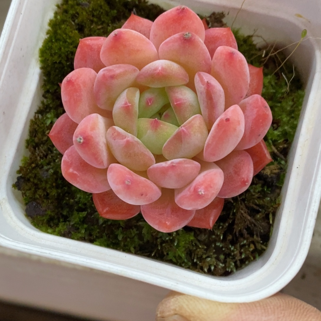 精品多肉一物一拍不包整306