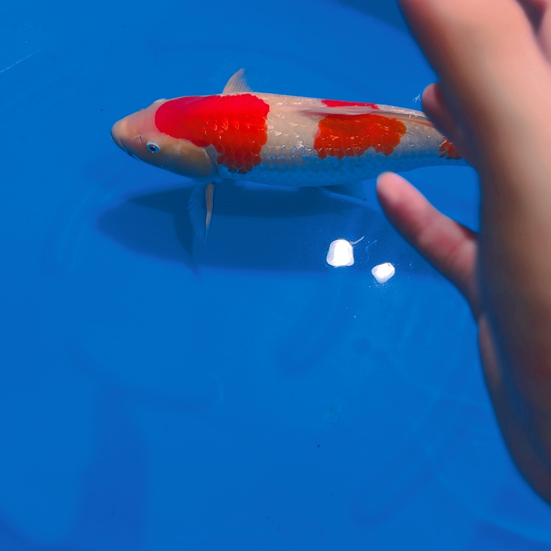 海水鱼红白专拍链接