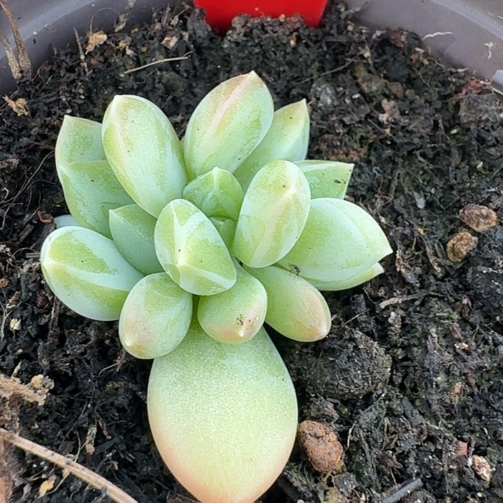 艾米莉070多肉植物