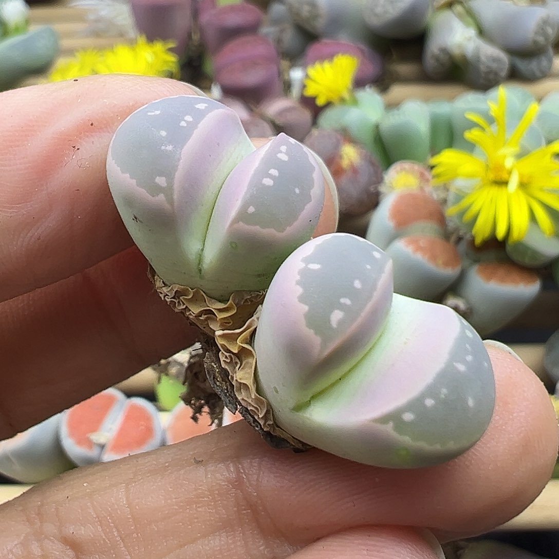 2619 生石花福利清不售后