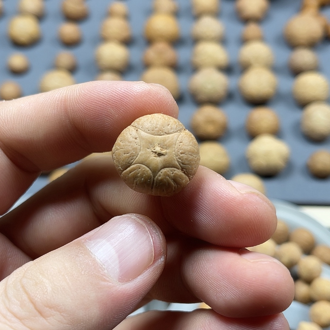 凤眼菩提手串19.9mm五星单颗