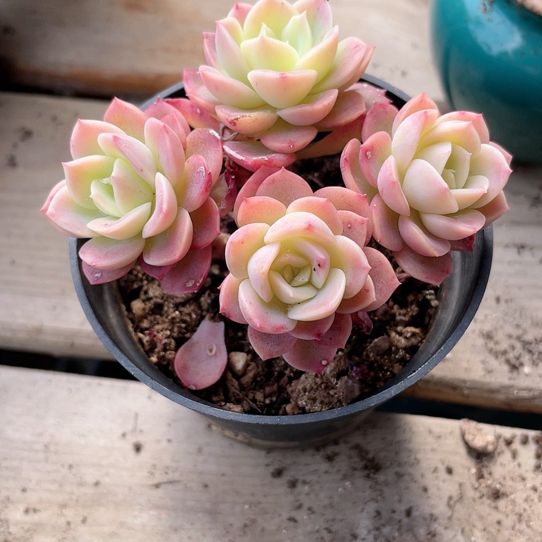 2702  哈密瓜 六月六