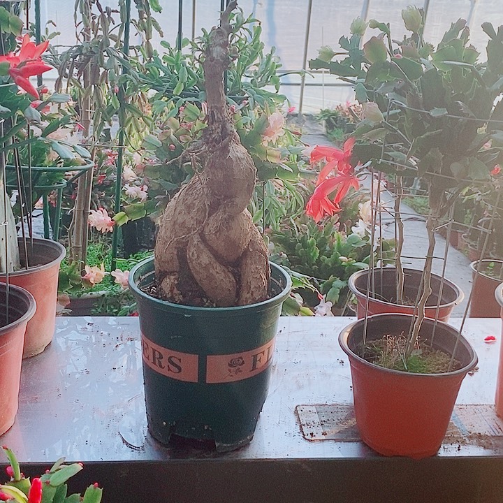 自***M无花朵月之桂砧木一物一拍福利