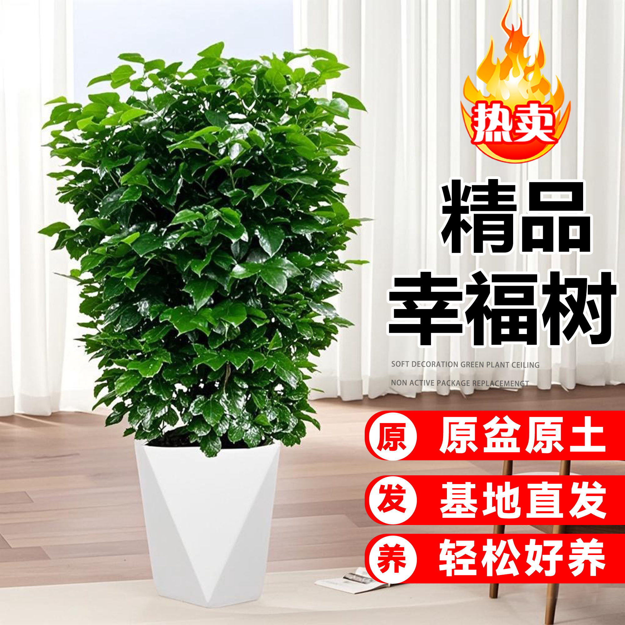 【四季常青】幸福树丛生 90-1.1m 绿宝大盆栽客厅四季常青耐看绿植