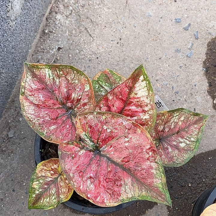 泰国彩叶 G1 302-0127