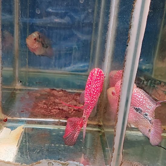 海水鱼11111111111111