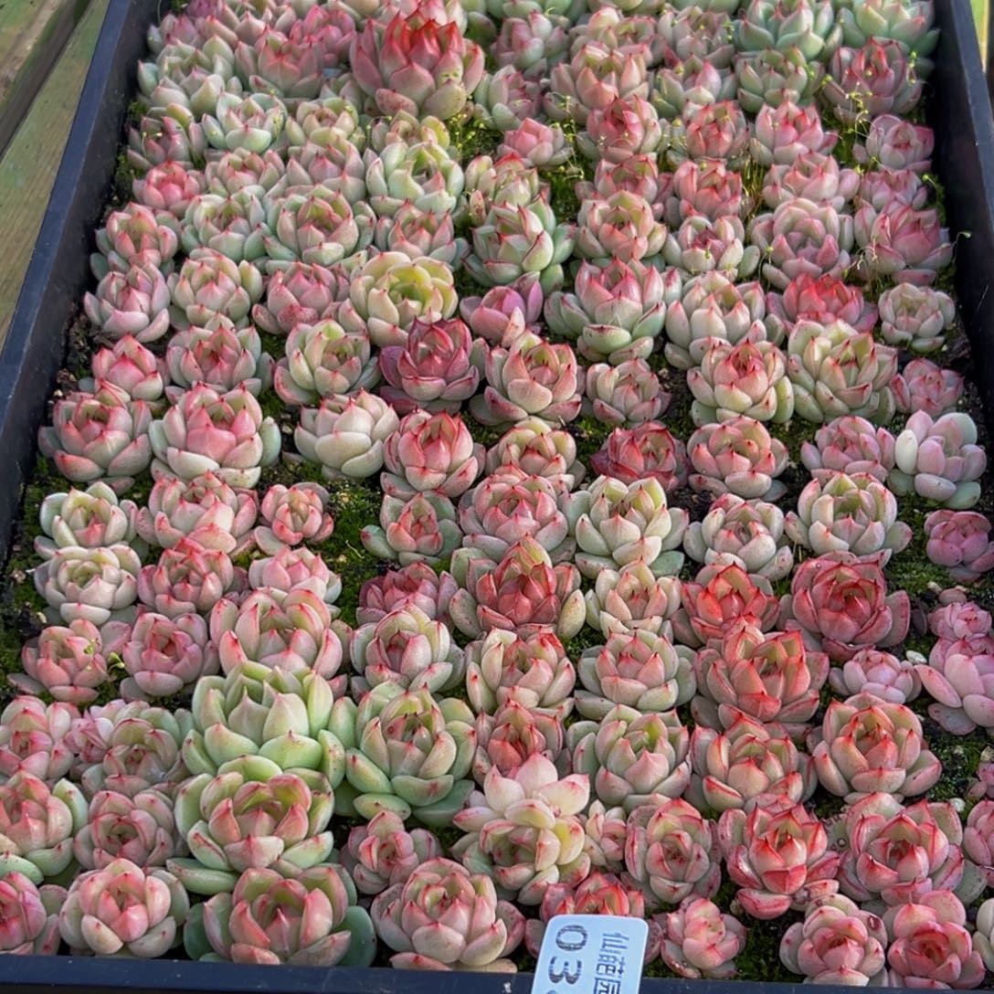 川****038多肉葡萄的味道真的是