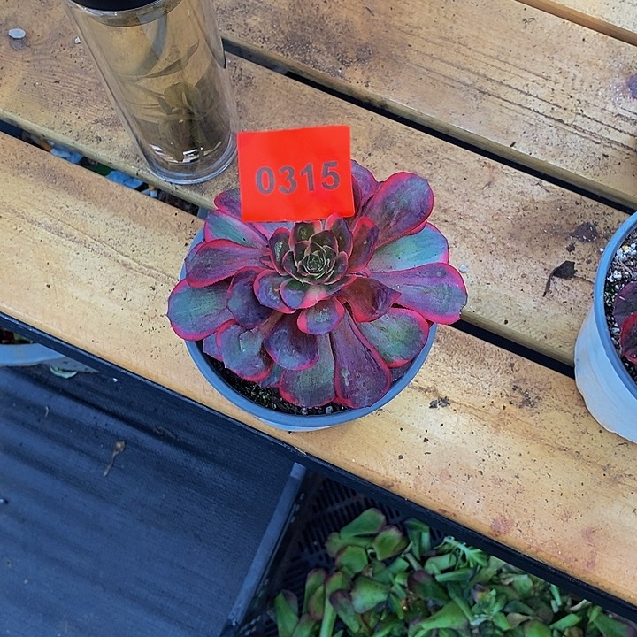 0315多肉植物黑魔锦