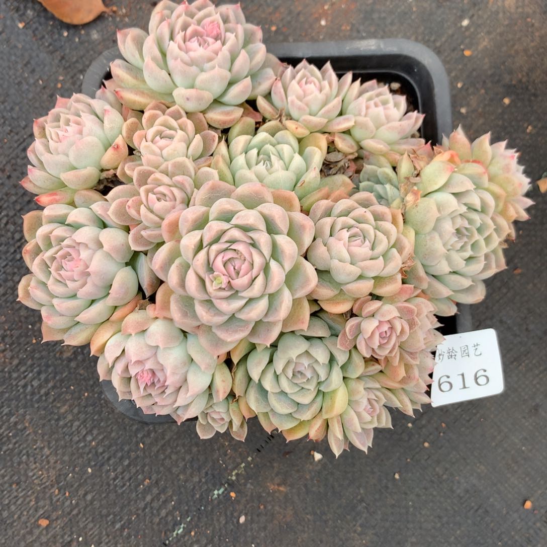 616杂交多肉老桩16冠