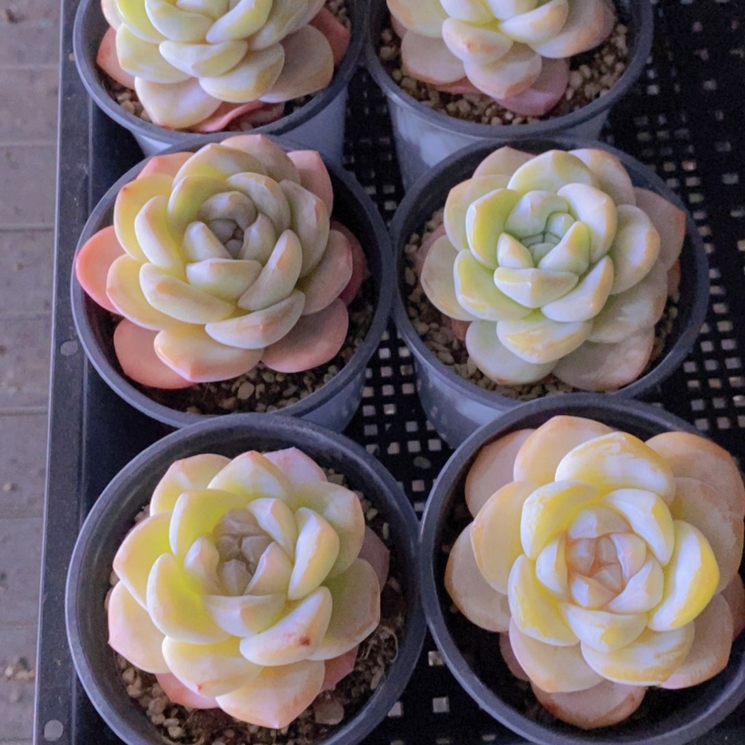 1-44-精品蜜雪冰橙单头一个