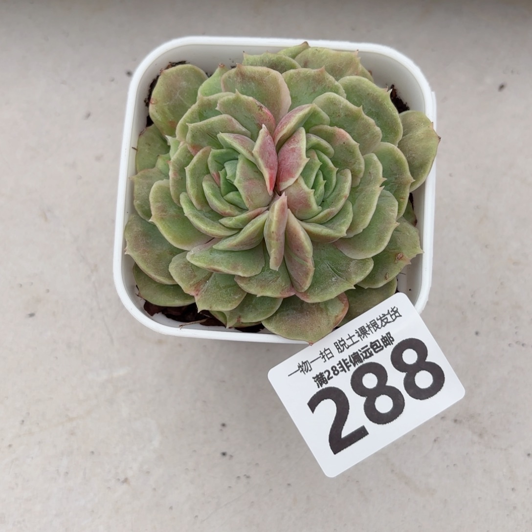 石化昂斯诺无盆土发货