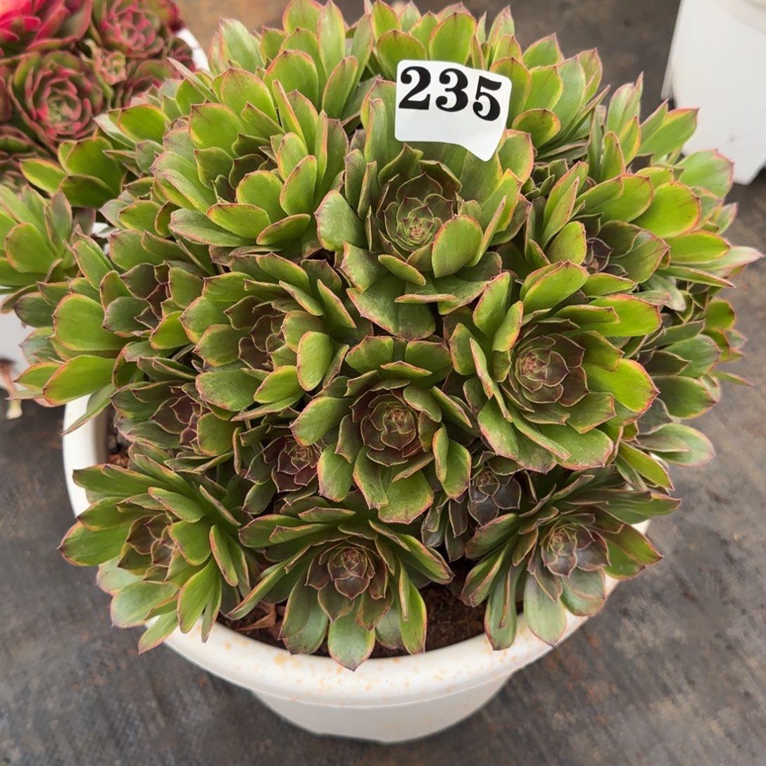 235半夏老桩脱土发货