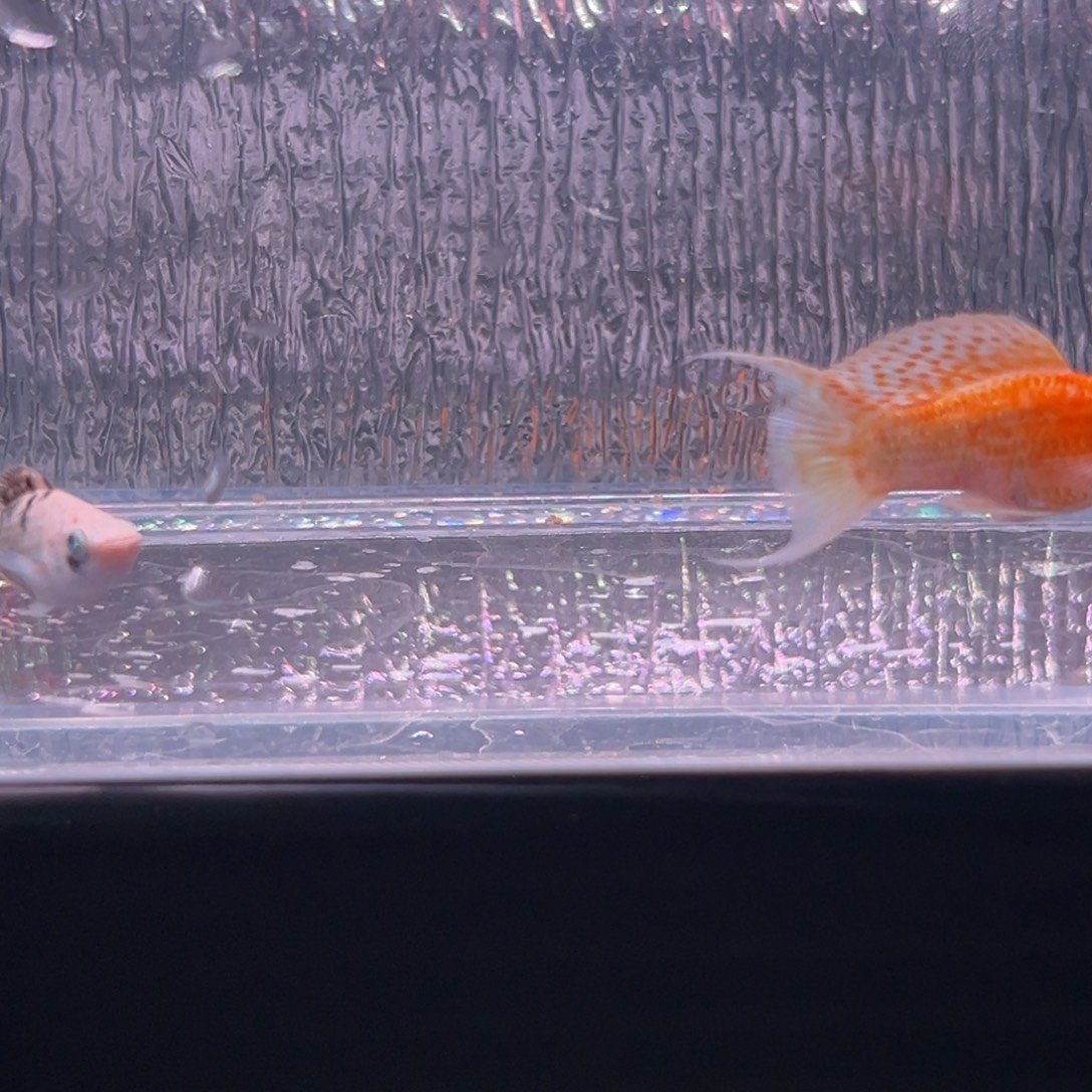 孔雀鱼玛丽崽两条