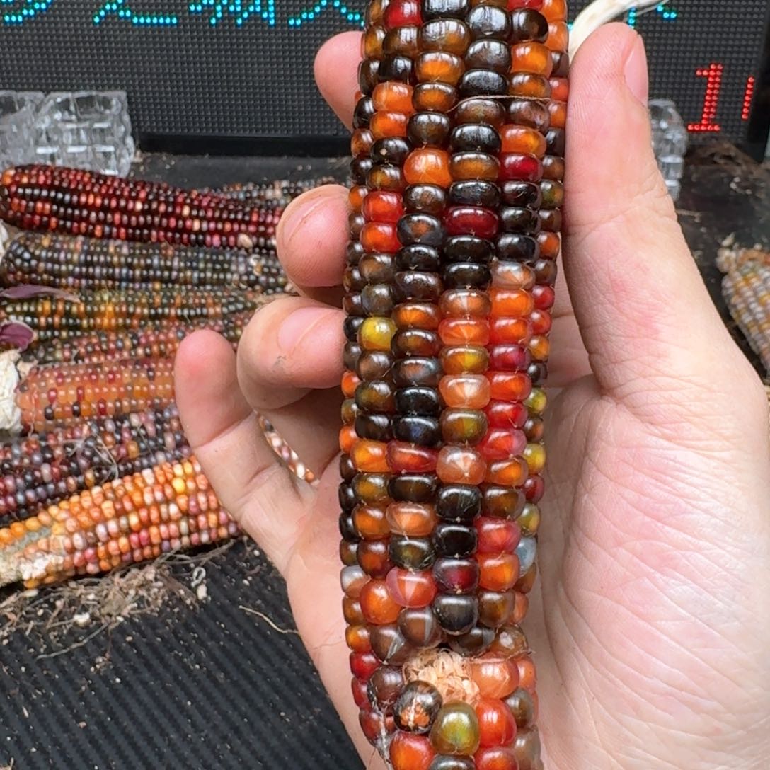 柏香籽/百香籽吊坠米*