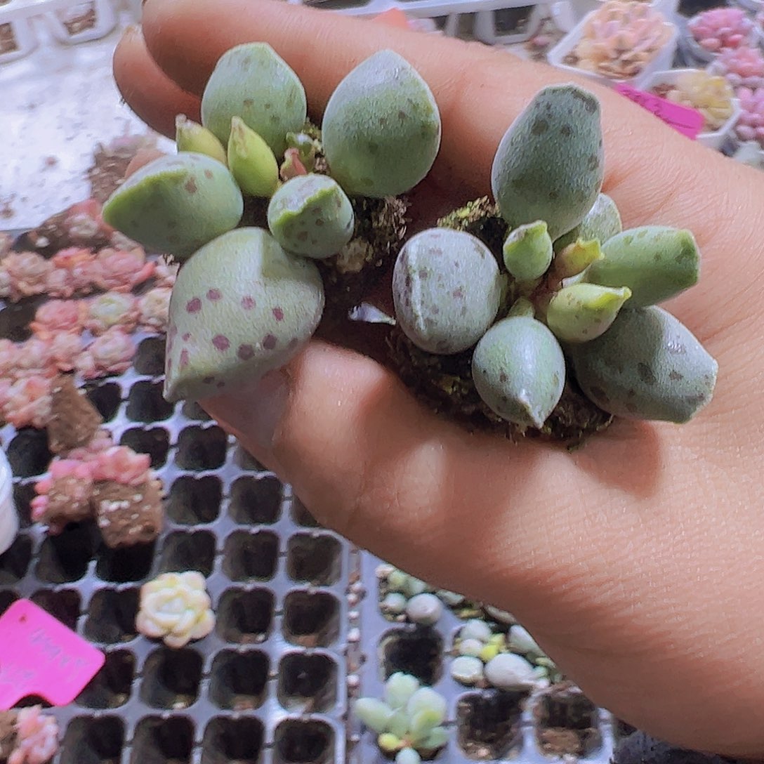 胖海豹5个19包邮多肉