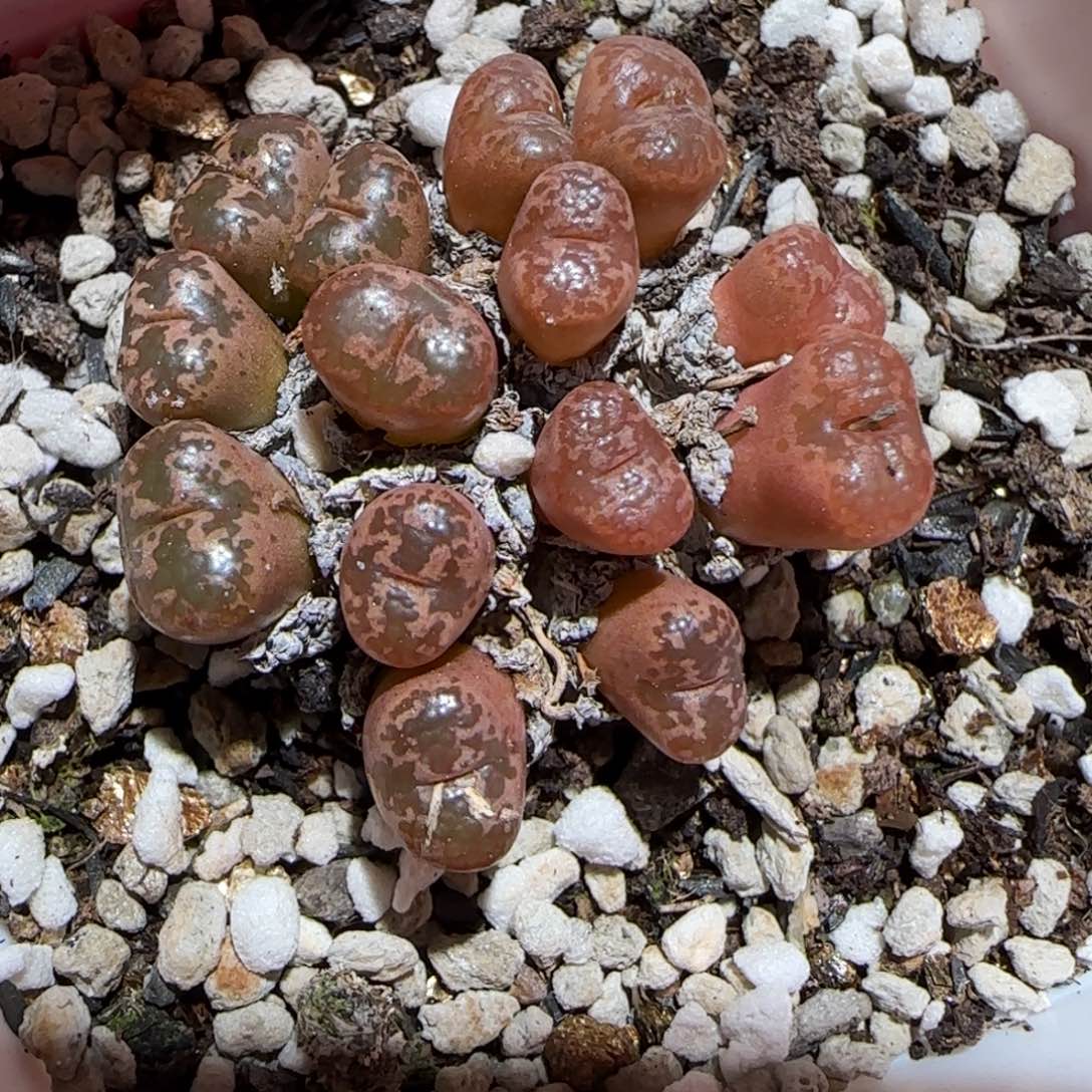 肉锥多肉植物百科-勋章322