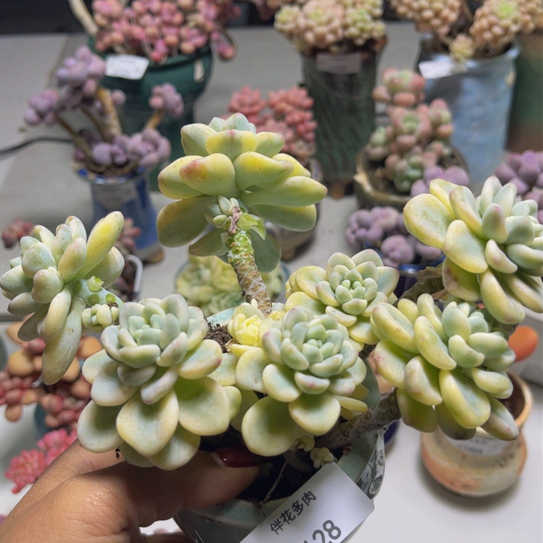 劳尔锦128/12cm福利