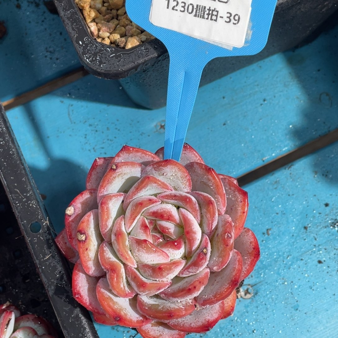 1230-39-粉海盗dtyk单头一颗