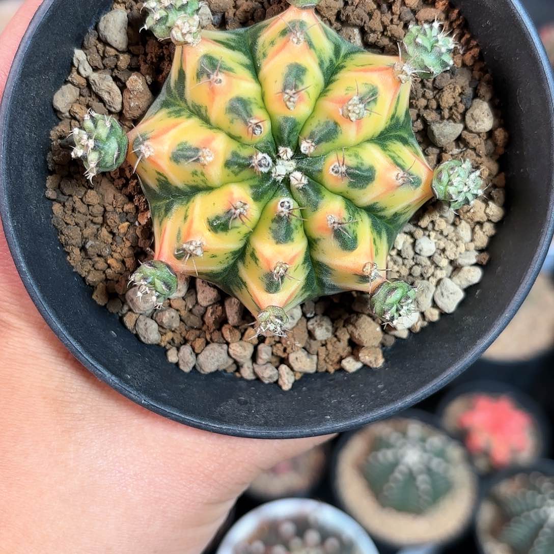 泰系实生母本仙人球62号