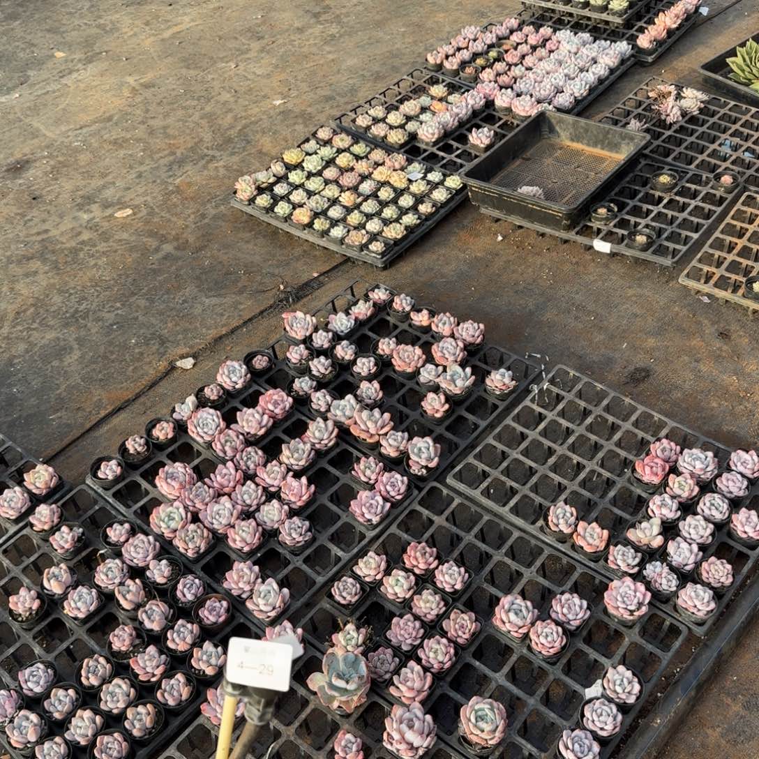 4-29退款三十颗量拍发货