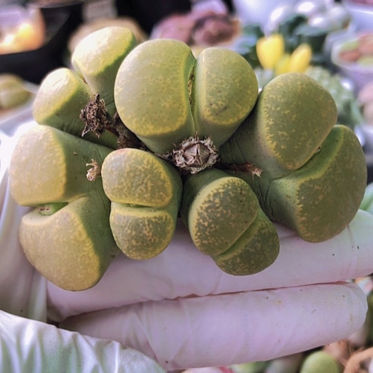 无花朵1261，10年群如图