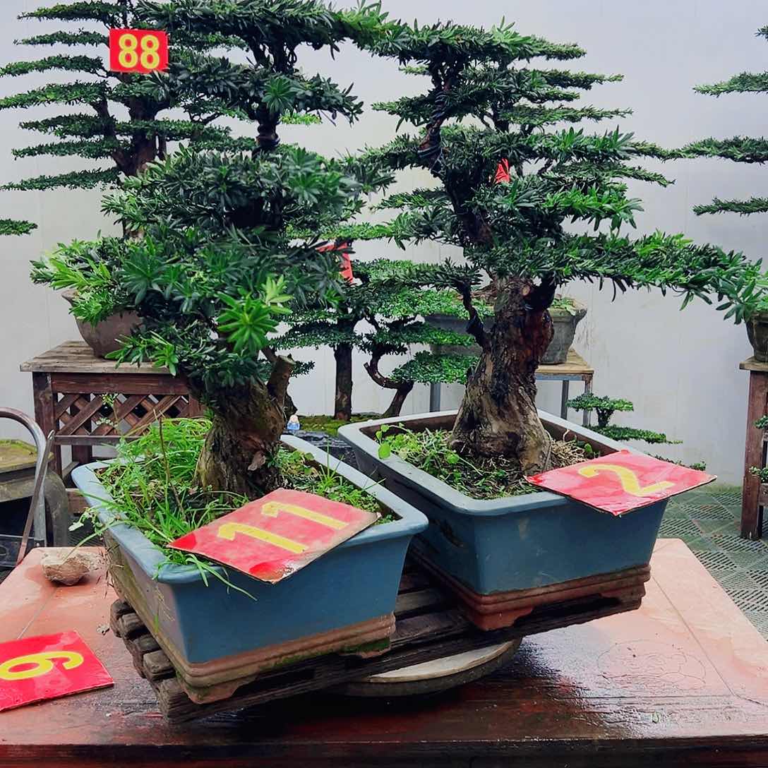 不开花植物罗汉松