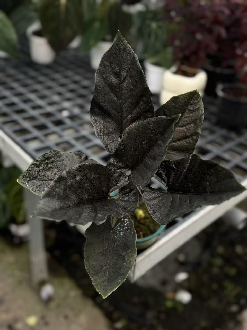 安托罗海宇室内绿色植物净化空气吸甲醛四季长青