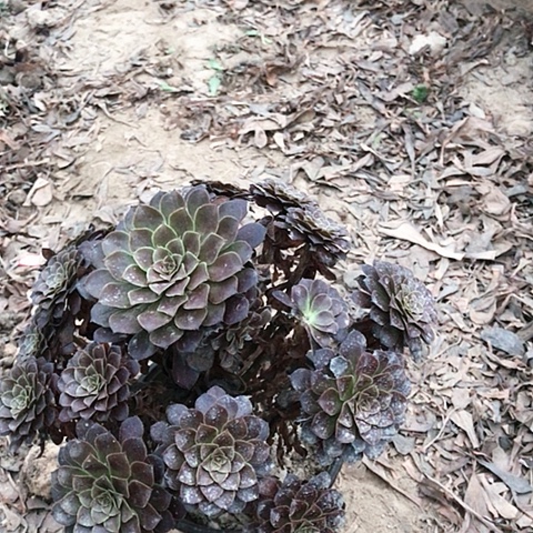 涓***流黑铜法师多肉植物17
