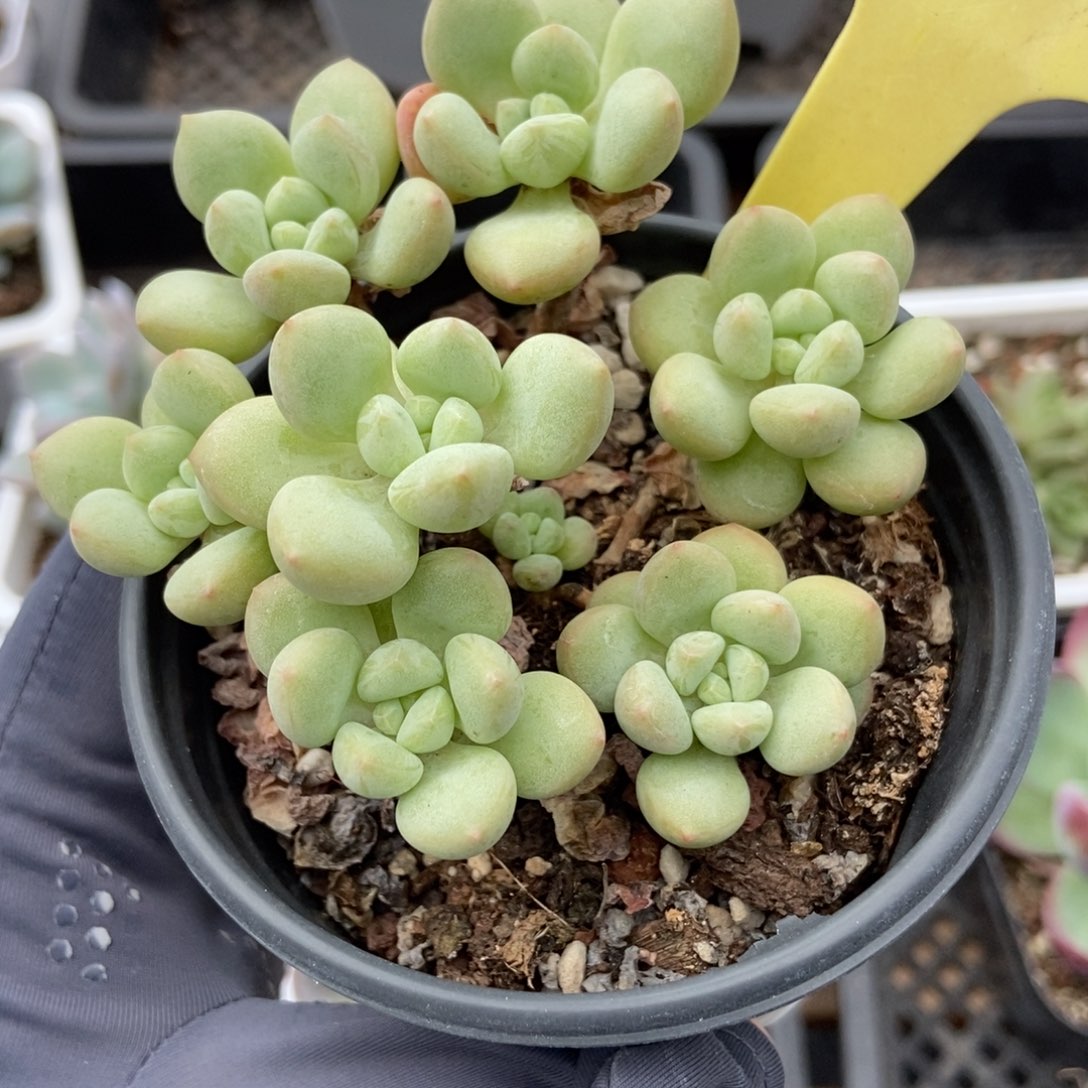 2075泡泡糖多肉植物纤维