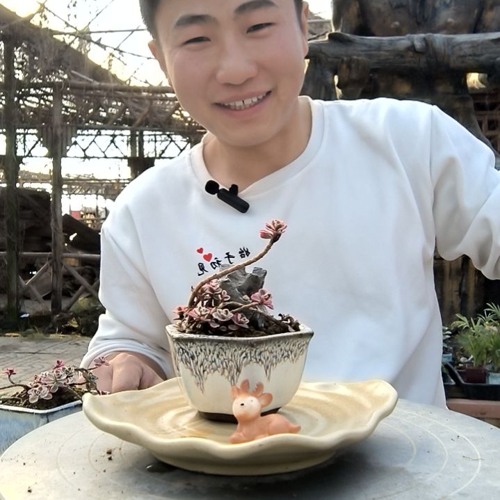 小*小盆景小植物一物一拍179