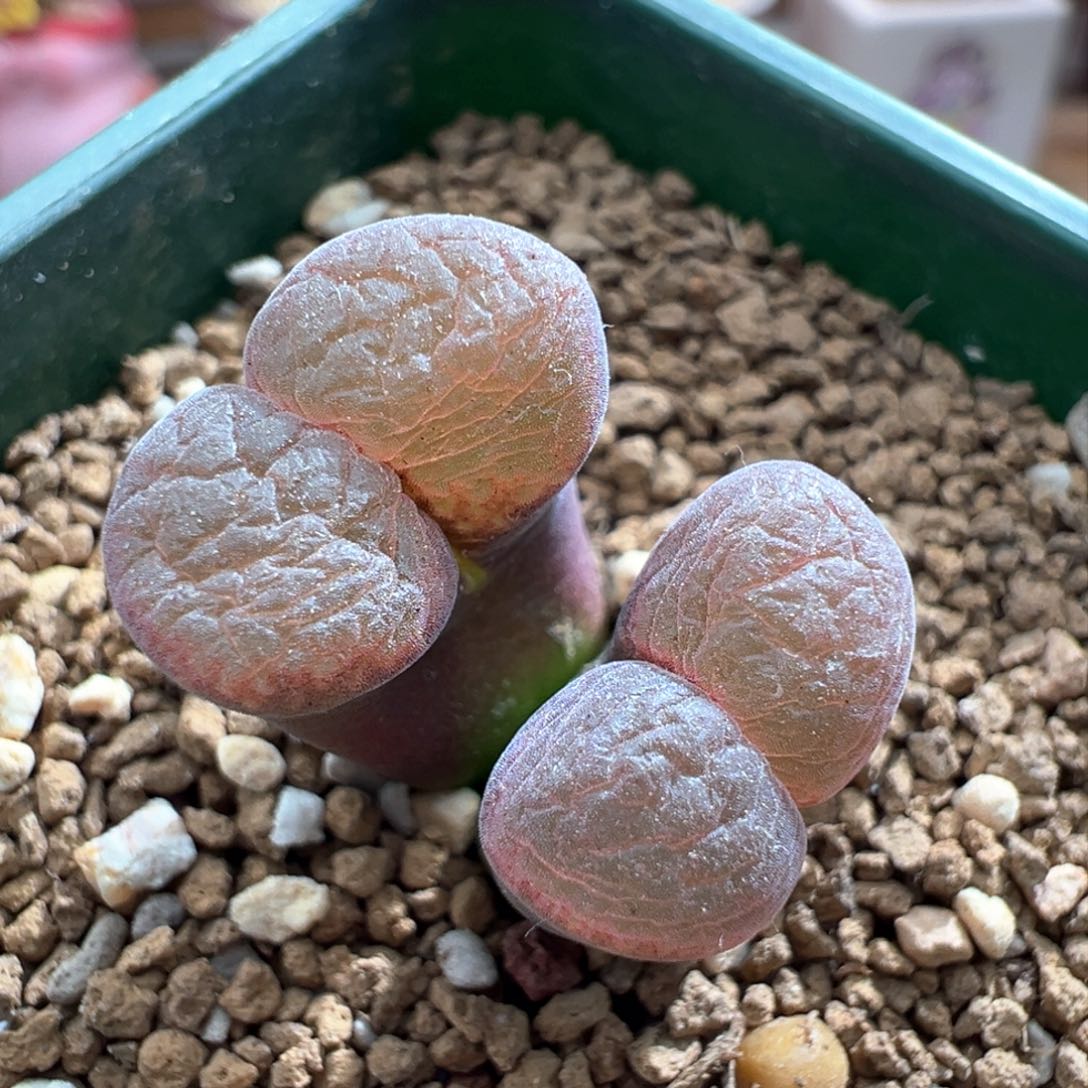 757 青蛙优选四年PNSP红翻窗