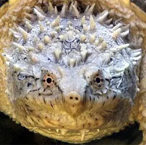 观赏宠物龟人工养殖小乌龟深水互动水龟