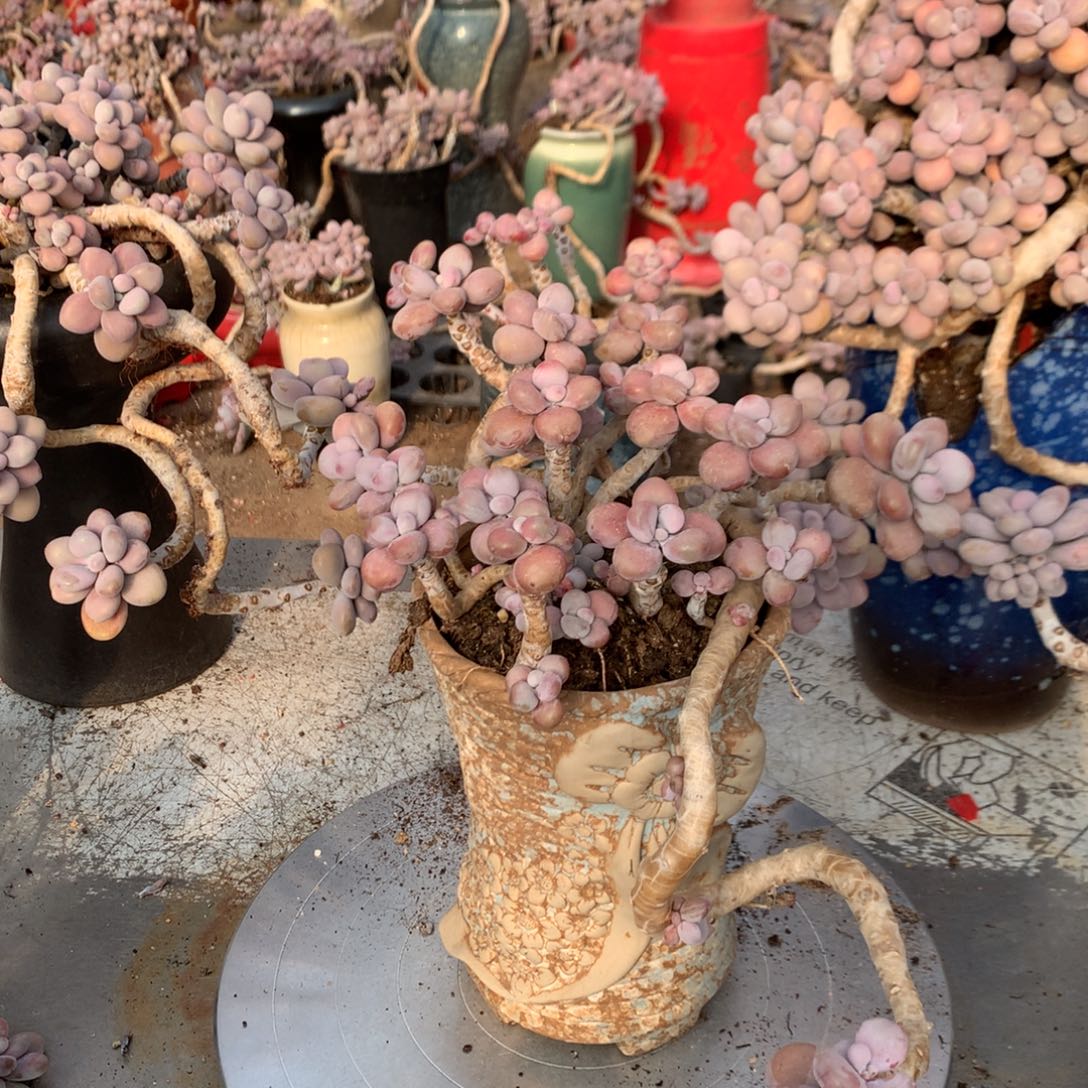 七***柒桃蛋老桩不带盆39号