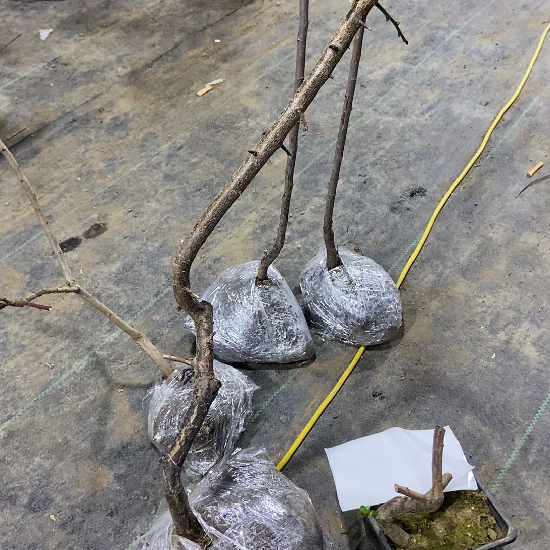 无花朵垂枝梅一颗