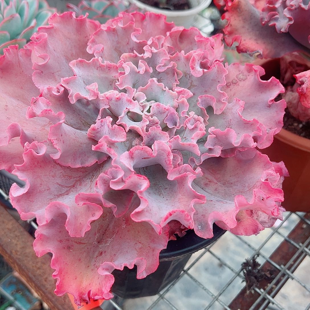 高沙之翁特大大单头精品