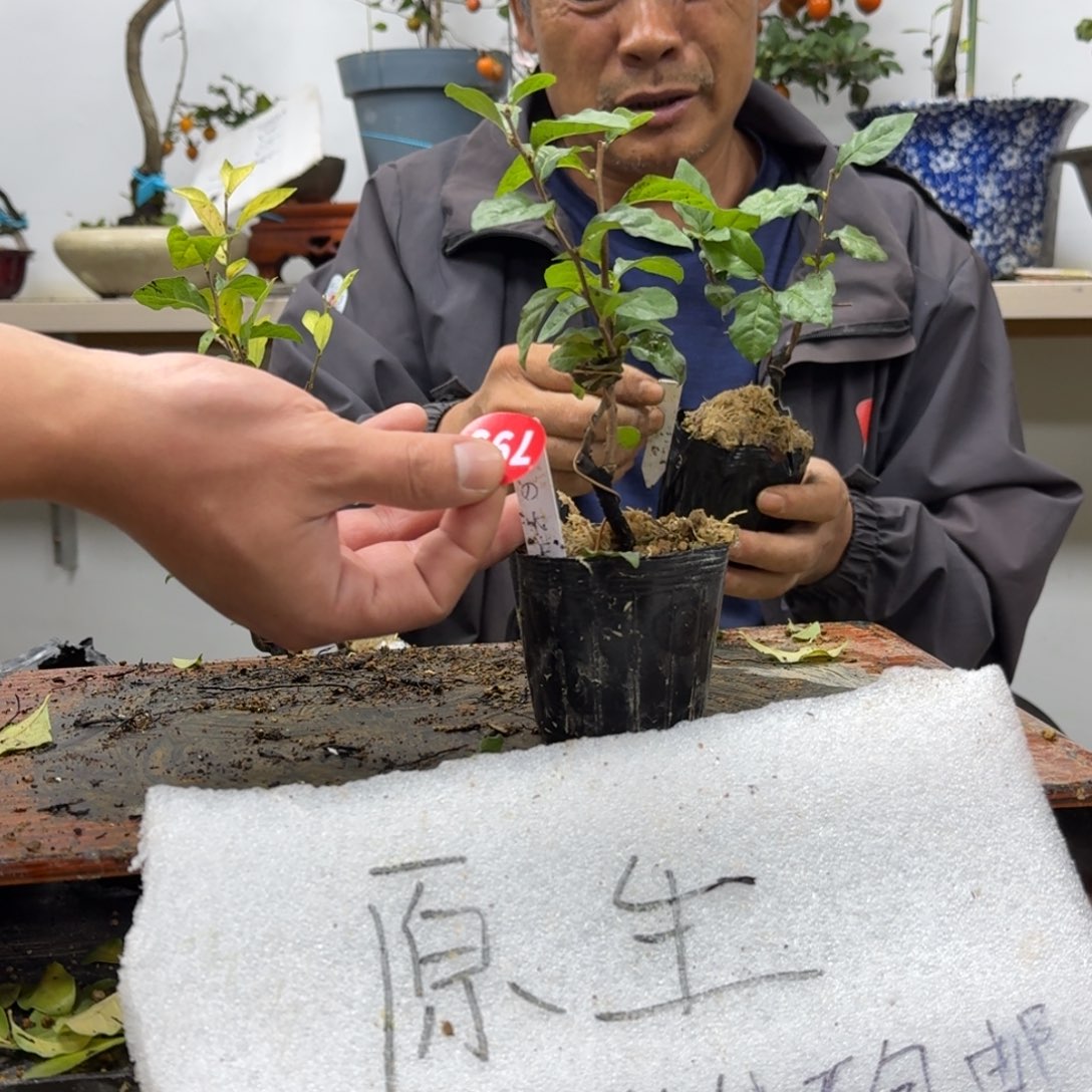 v***3无花朵799顺丰到付不包邮