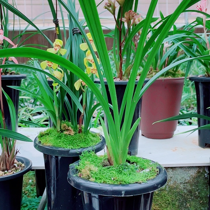 蜀***韵完全开放一物一漂亮开花