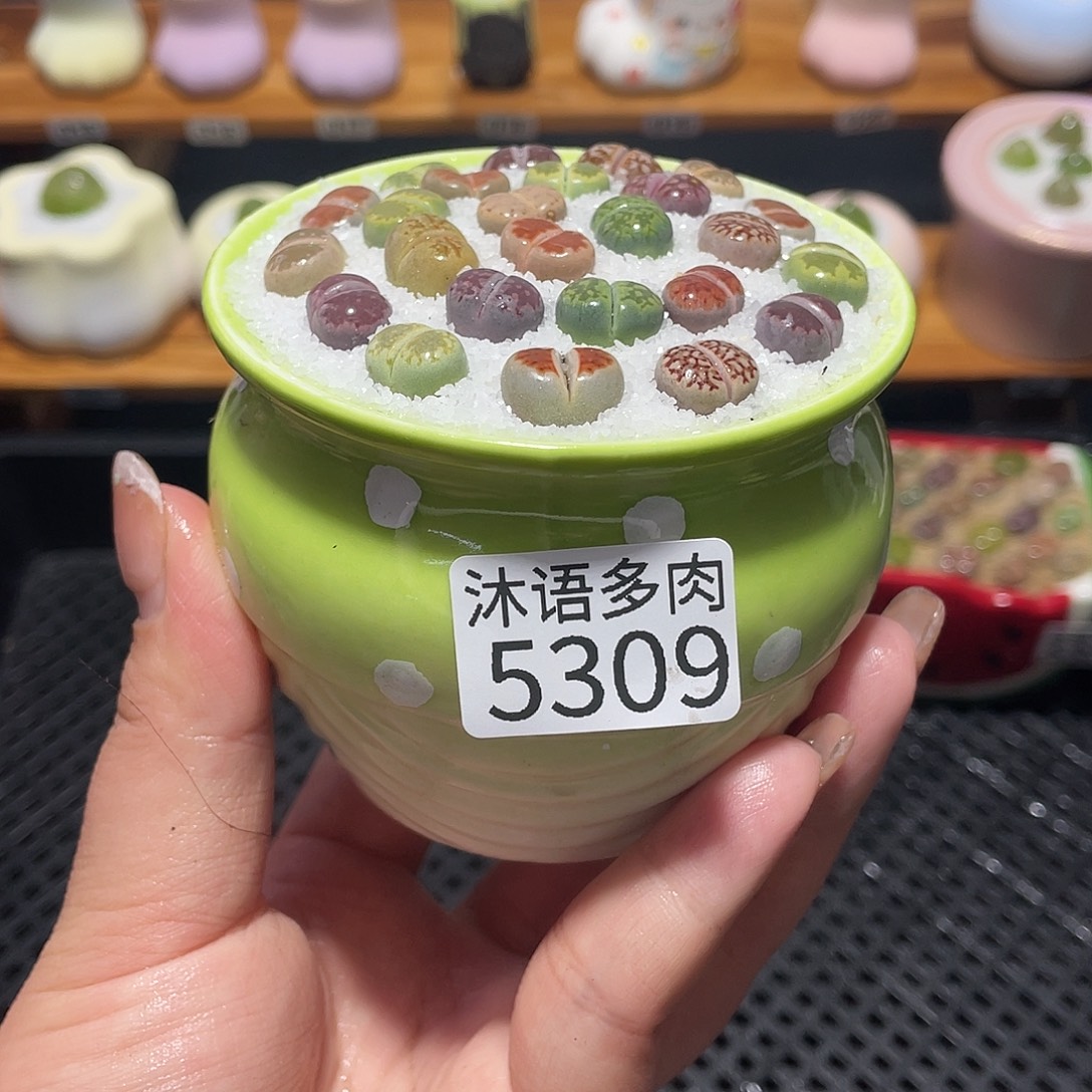 带盆土植物 一物一拍5309