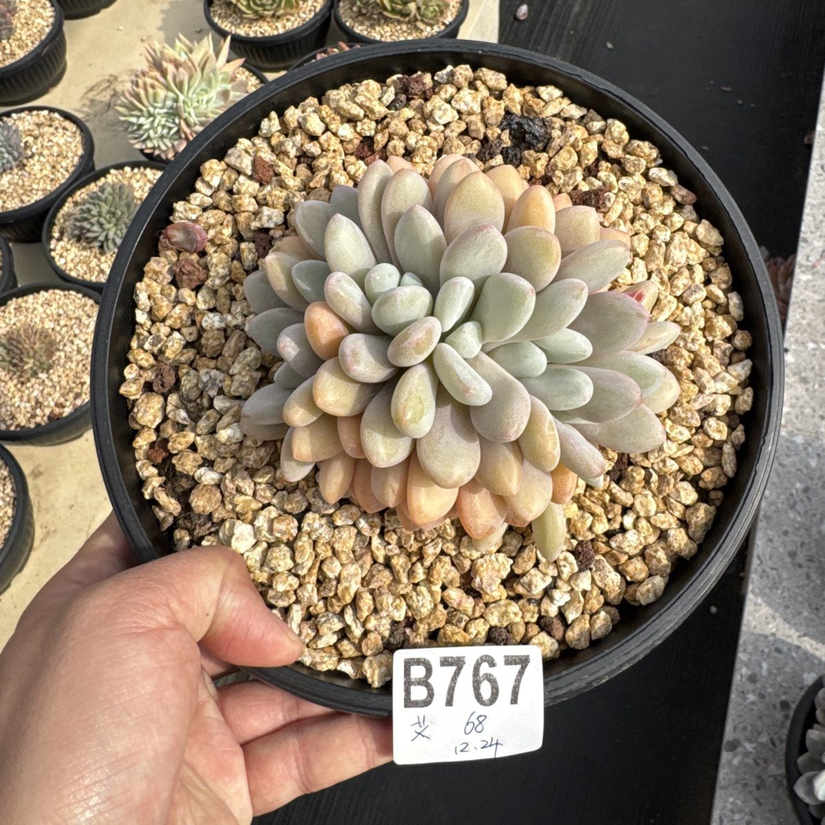 B767，艾薇，多肉植物杂交