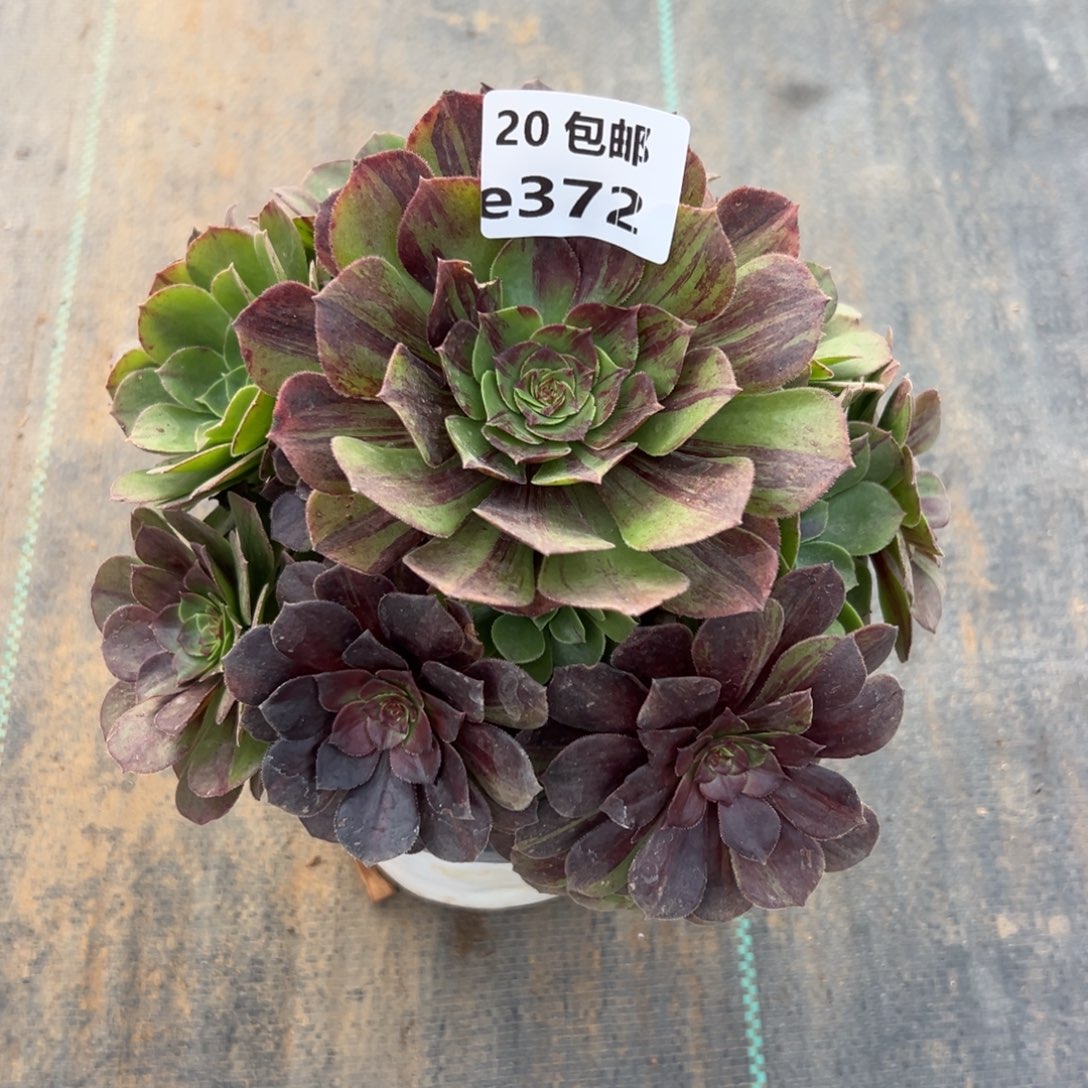 372花月夜，满20包邮