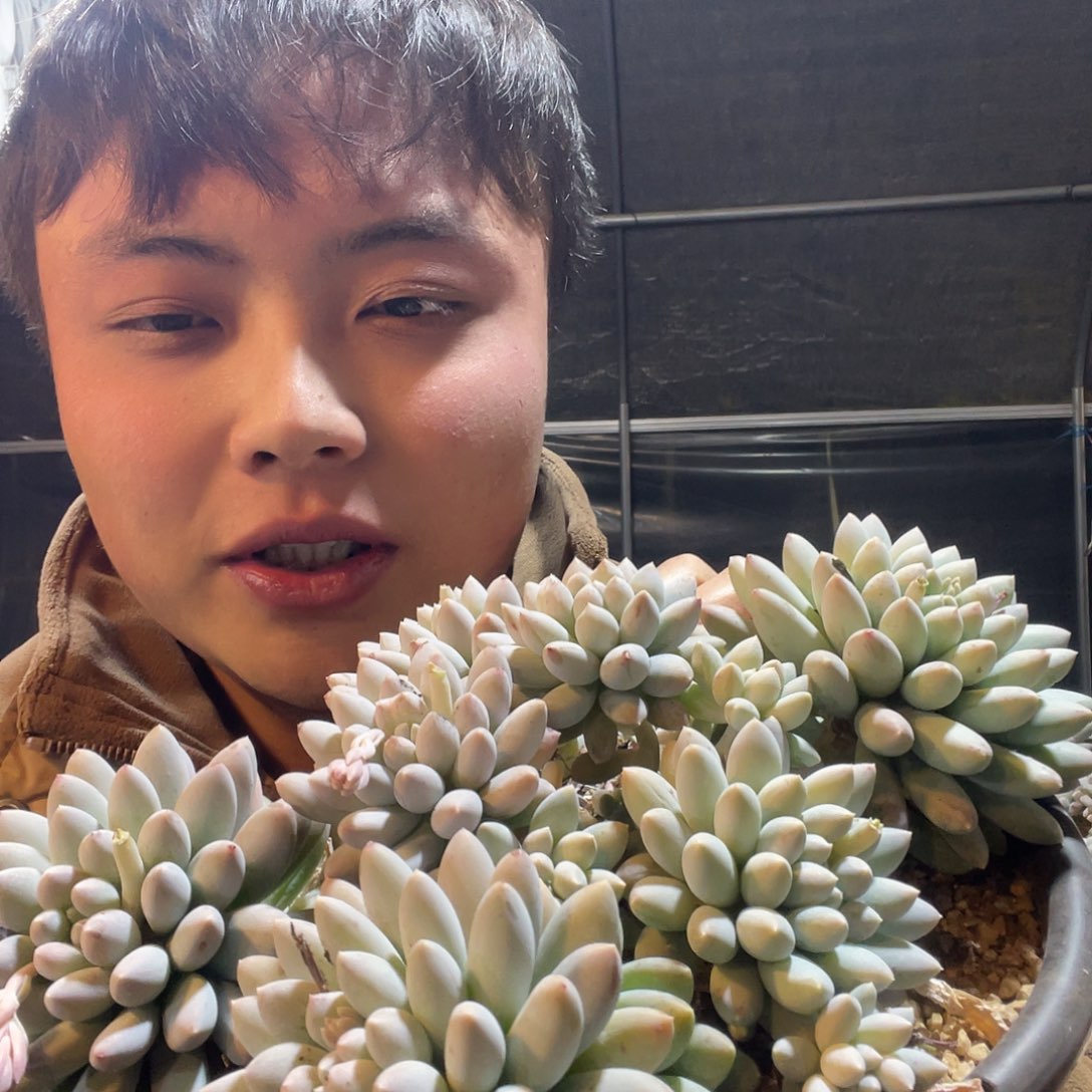 彩色奶糖满20包邮脱土发货