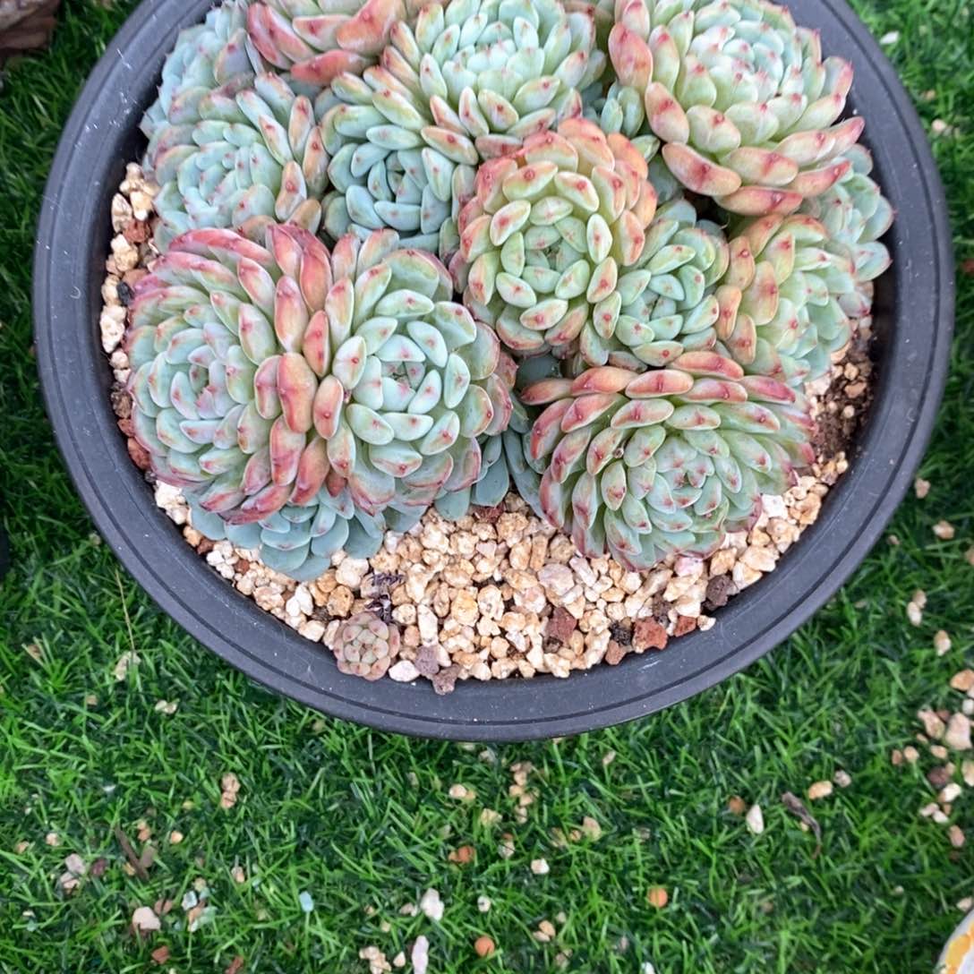 白胖子群生一物一拍