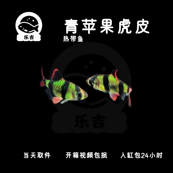 【青苹果虎皮】虎皮鱼小型活体热带观赏鱼绿虎皮群游耐养互动好