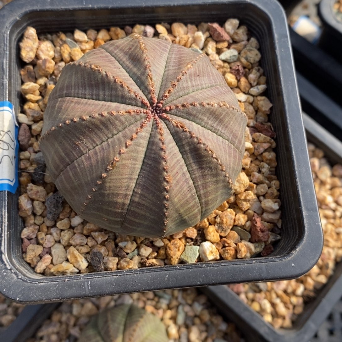 薰****欧系实生布纹球多肉植物打包价