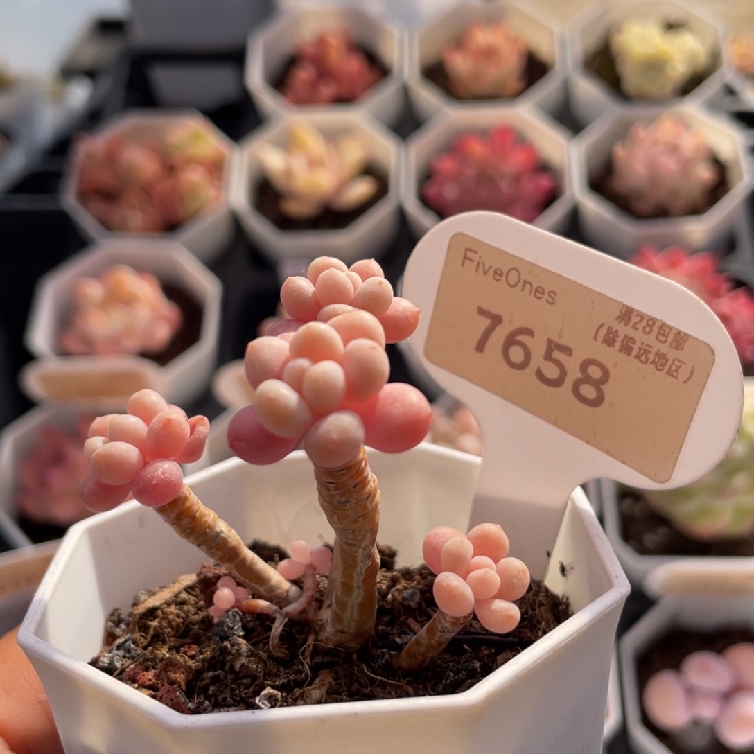 洛可可7658-5.0厘米
