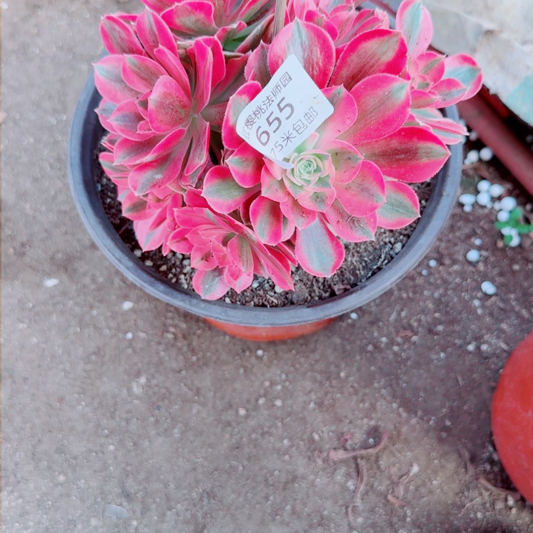 粉女巫法师多肉655