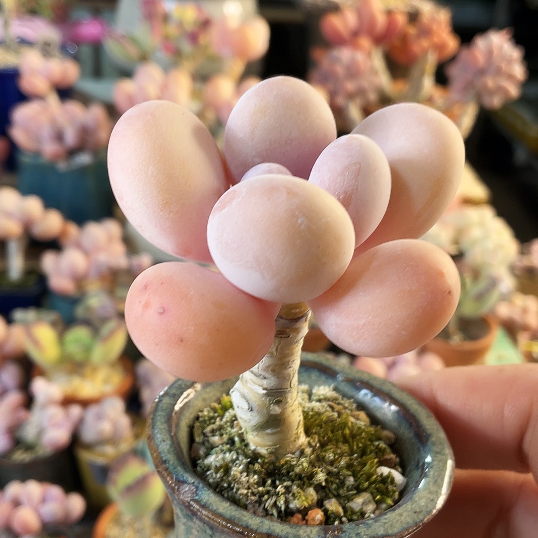 小***虫多肉植物的生长发育和生长发育都是