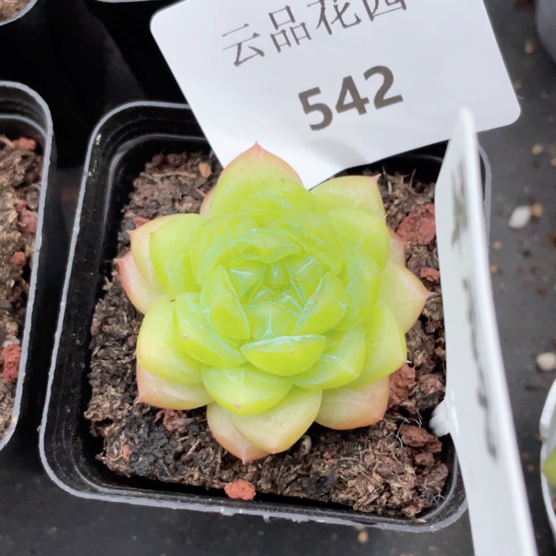 水***珠542号糖心冰心珍妮 萃羽