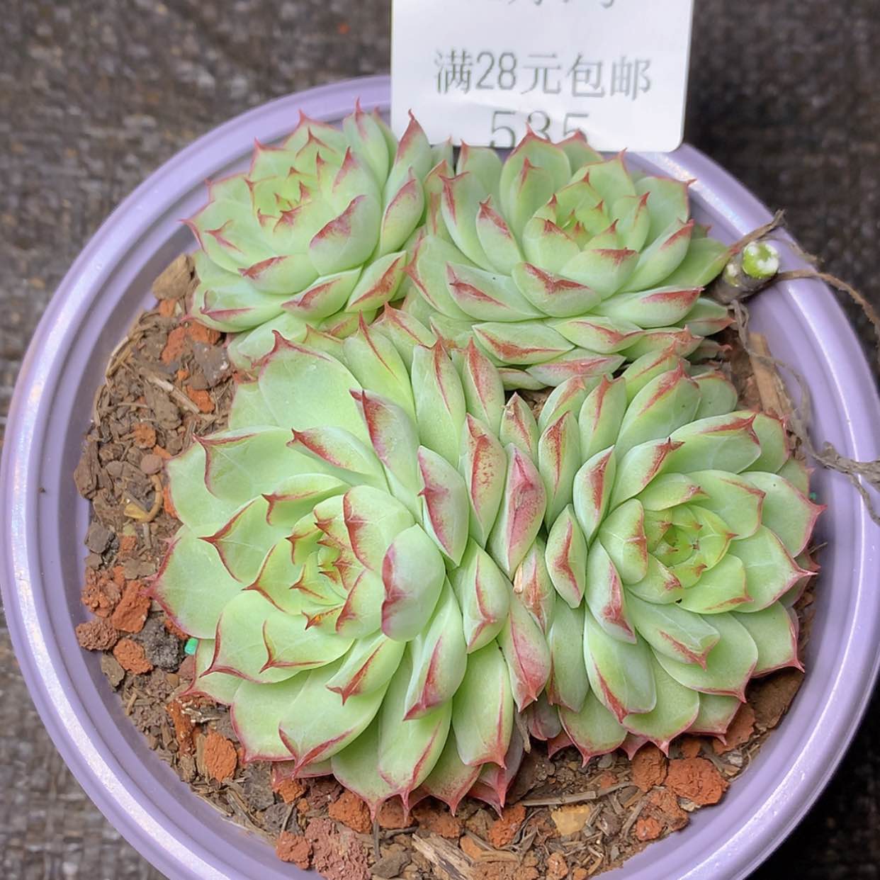 【闪购商品】云534号