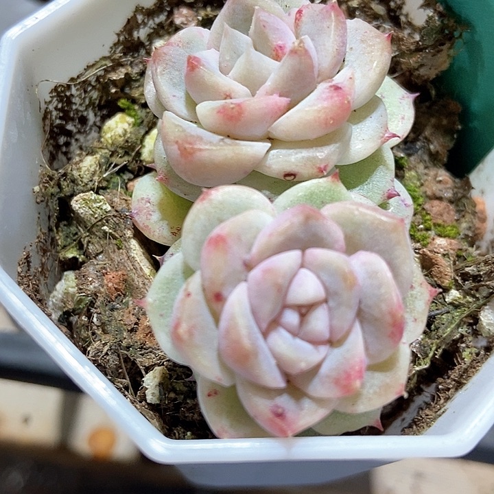 多肉植物石化1550